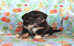  dogs for sale: Olivia - Image 4