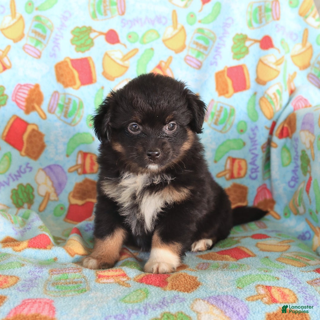 dogs for sale: Olivia - Image 4