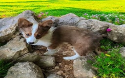 Welsh Corgi Pembroke dogs for sale: Teeka Fluffy - Image 25