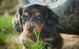 Miniature Dachshund dogs for sale: Fernando - Image 7