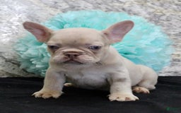 French Bulldog dogs for sale: French Bulldog 4 puppies - Image 3