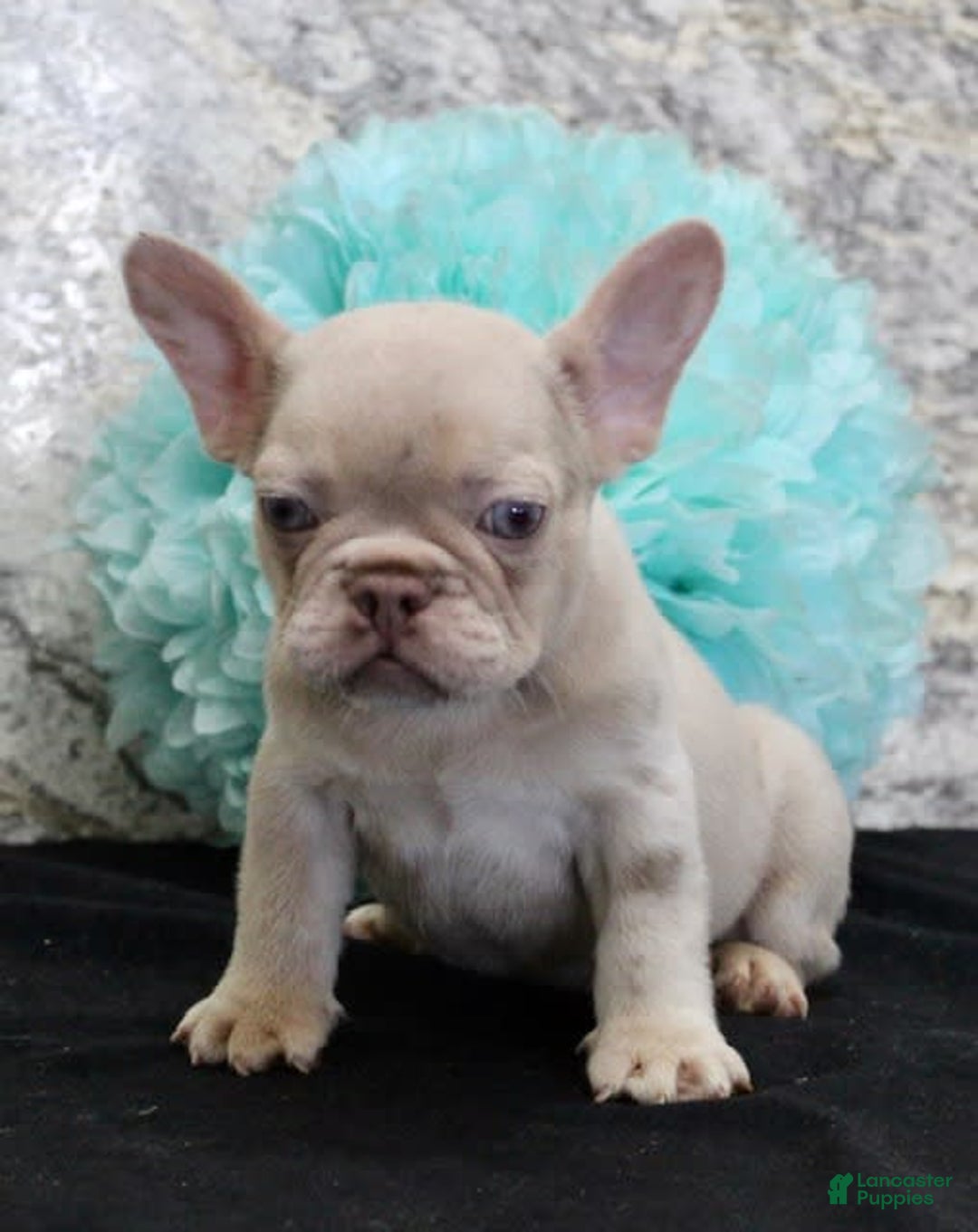 French Bulldog dogs for sale: French Bulldog 4 puppies - Image 3