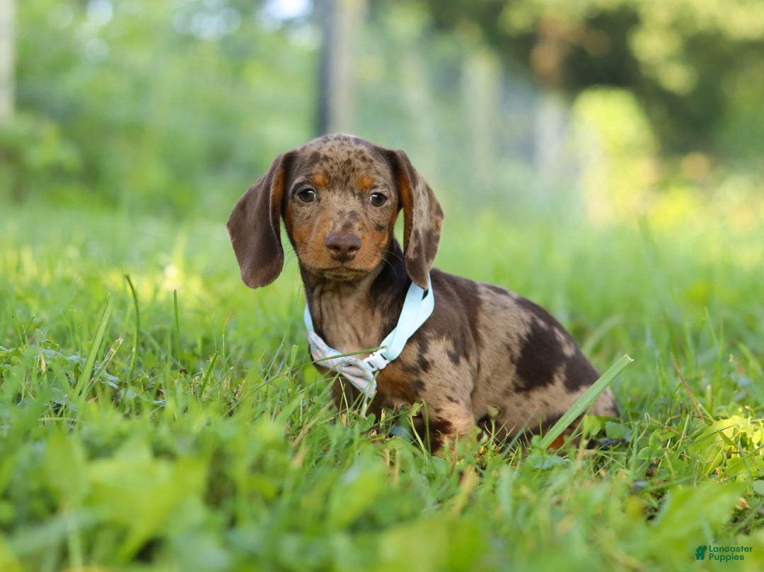Miniature Dachshund dogs for sale: Miniature Dachshund 2 puppies - Image 3
