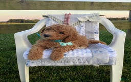 Goldendoodle dogs for sale: Kobe F2b - Image 22