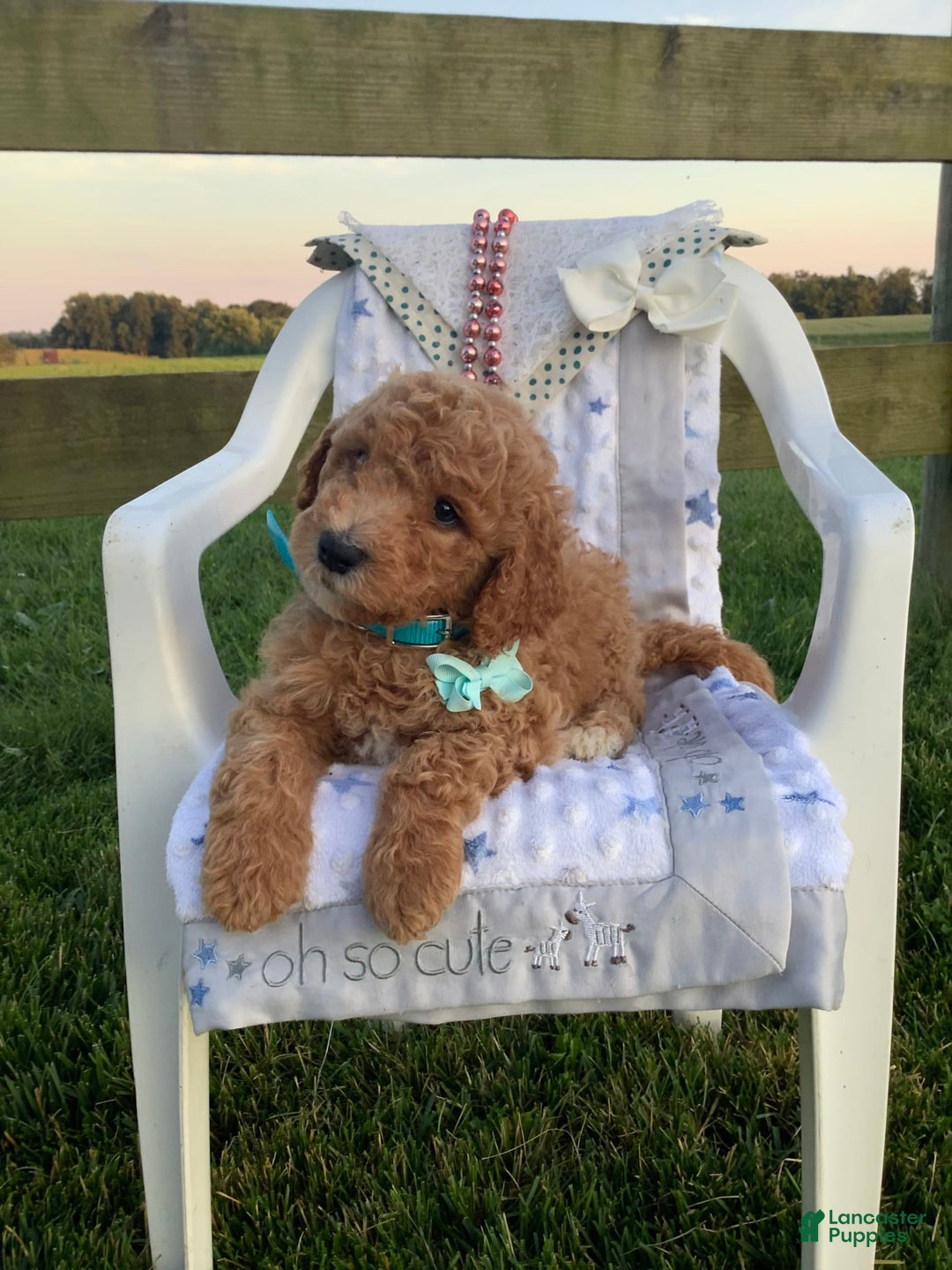 Goldendoodle dogs for sale: Kobe F2b - Image 22