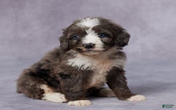 Mini Bernedoodle dogs for sale: Carly - Image 3