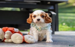 Cavalier King Charles Spaniel dogs for sale: Charlie - Image 3