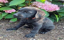 Labrador Retriever dogs for sale: Lola - Image 2