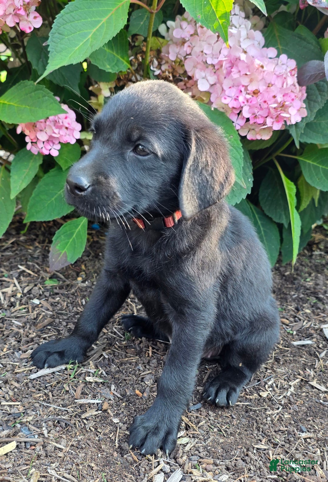 Labrador Retriever dogs for sale: Lola - Image 2