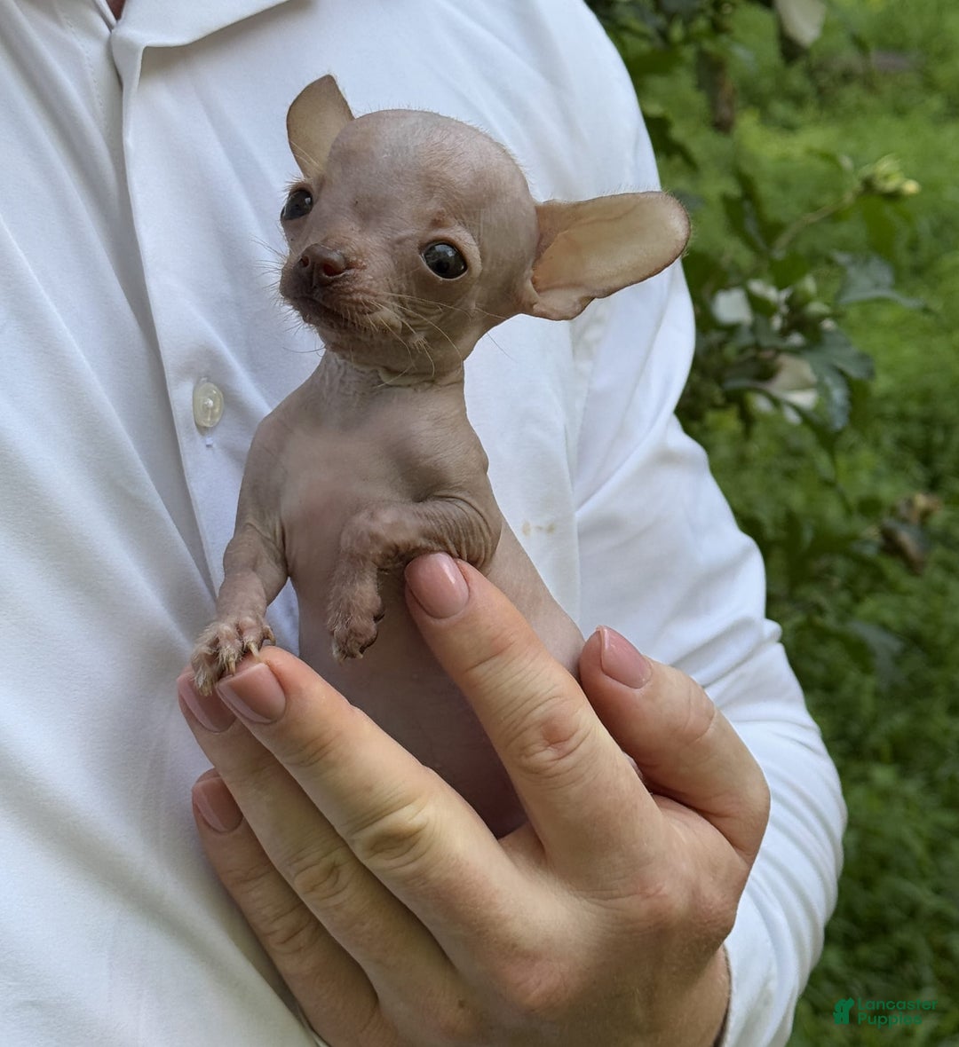 Chihuahua dogs for sale: Trumpette - Image 10