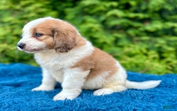 Saint Berdoodles dogs for sale: Biscuit - Image 1