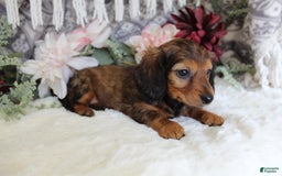 Miniature Dachshund dogs for sale: Gracie - Image 2
