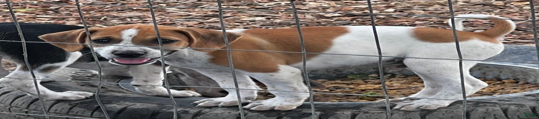 Bosco