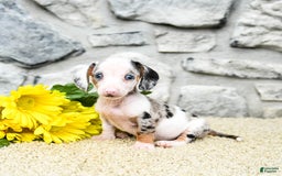 Miniature Dachshund dogs for sale: Zander - Image 3
