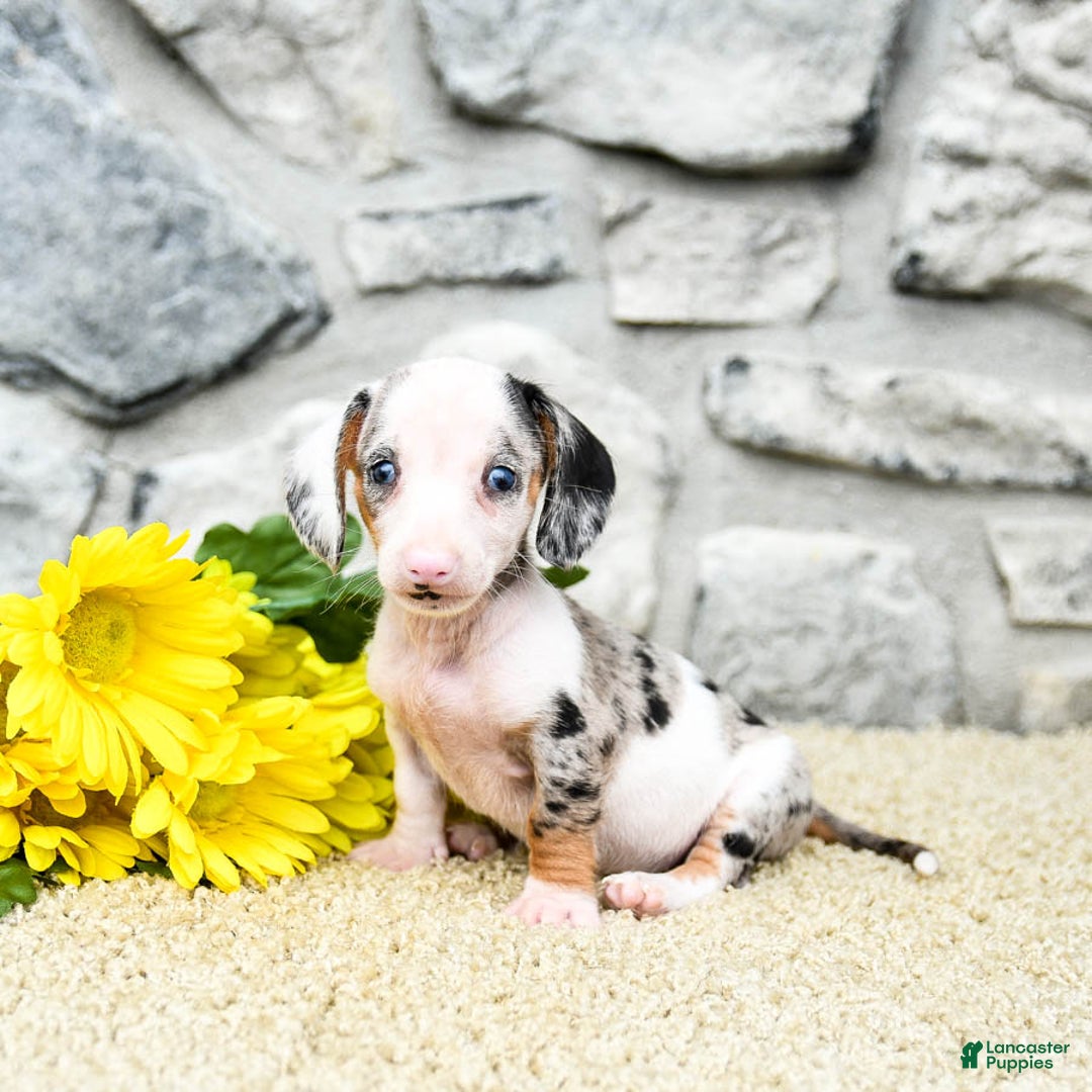 Miniature Dachshund dogs for sale: Zander - Image 3