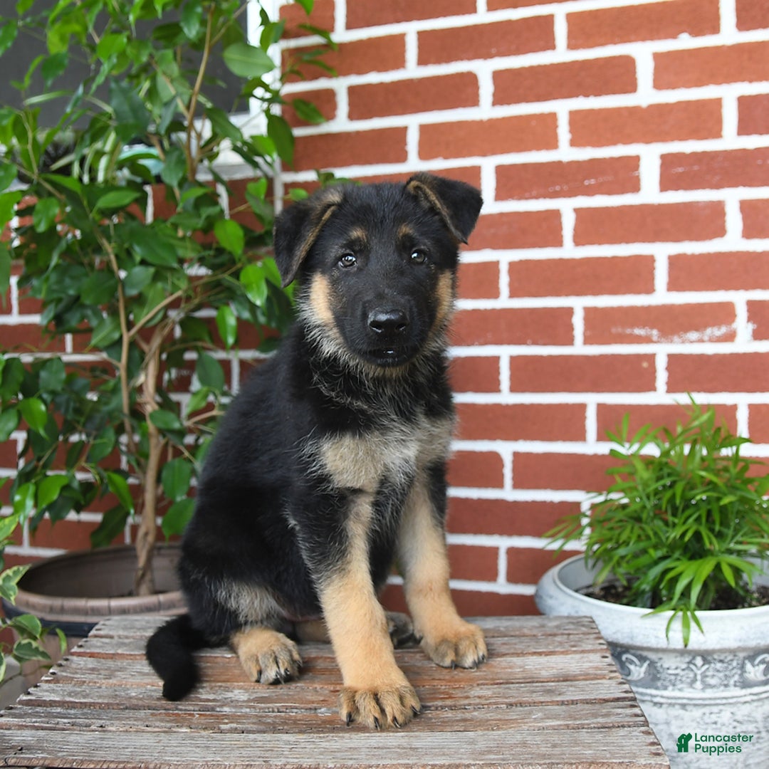 German Shepherd dogs for sale: Raven - Listing for pets: Rover, Remington, Raven, Rocky, Roman, Robin, Ranger - Image 3