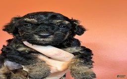 Miniature Poodle dogs for sale: Ruth - Image 2