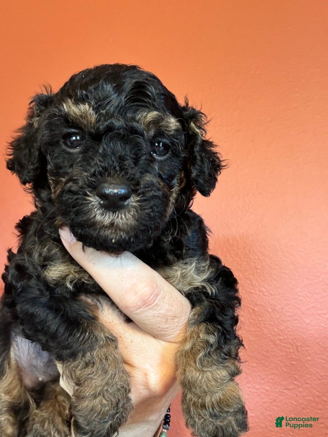 Miniature Poodle dogs for sale: Ruth - Image 2
