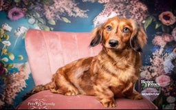 Miniature Dachshund dogs for sale: Brock - Image 8