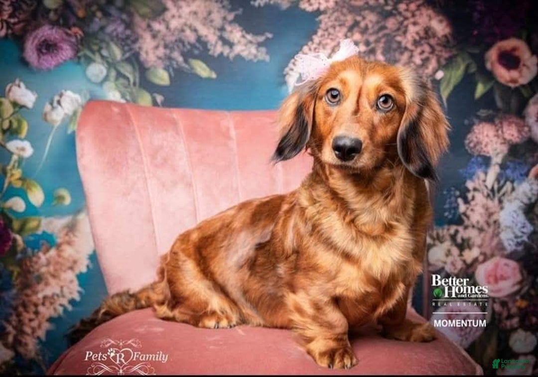 Miniature Dachshund dogs for sale: Brock - Image 8