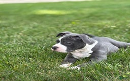 American Bully dogs for sale: Foots - Image 3