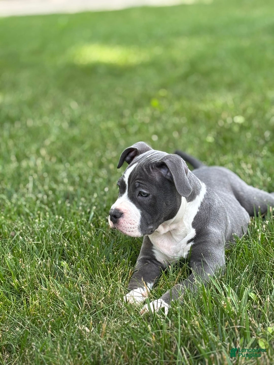 American Bully dogs for sale: Foots - Image 3