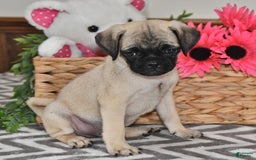 Pug dogs for sale: Frisky - Image 2