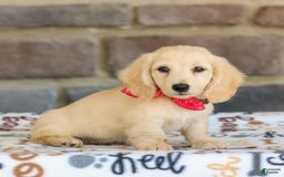 Miniature Dachshund dogs for sale: Tucker - Image 2