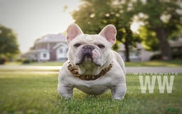 French Bulldog dogs for sale: Frank White - Image 12