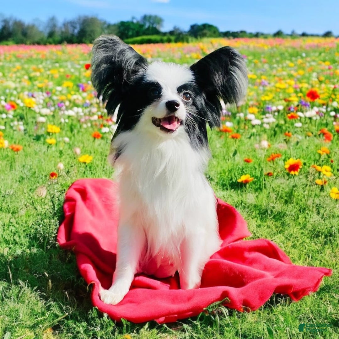 Papillon dogs for sale: Ch. Olimpia X Wilder - Image 3