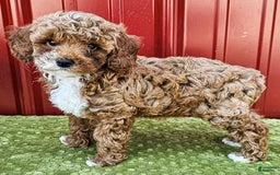 Miniature Poodle dogs for sale: Bailey - Image 2
