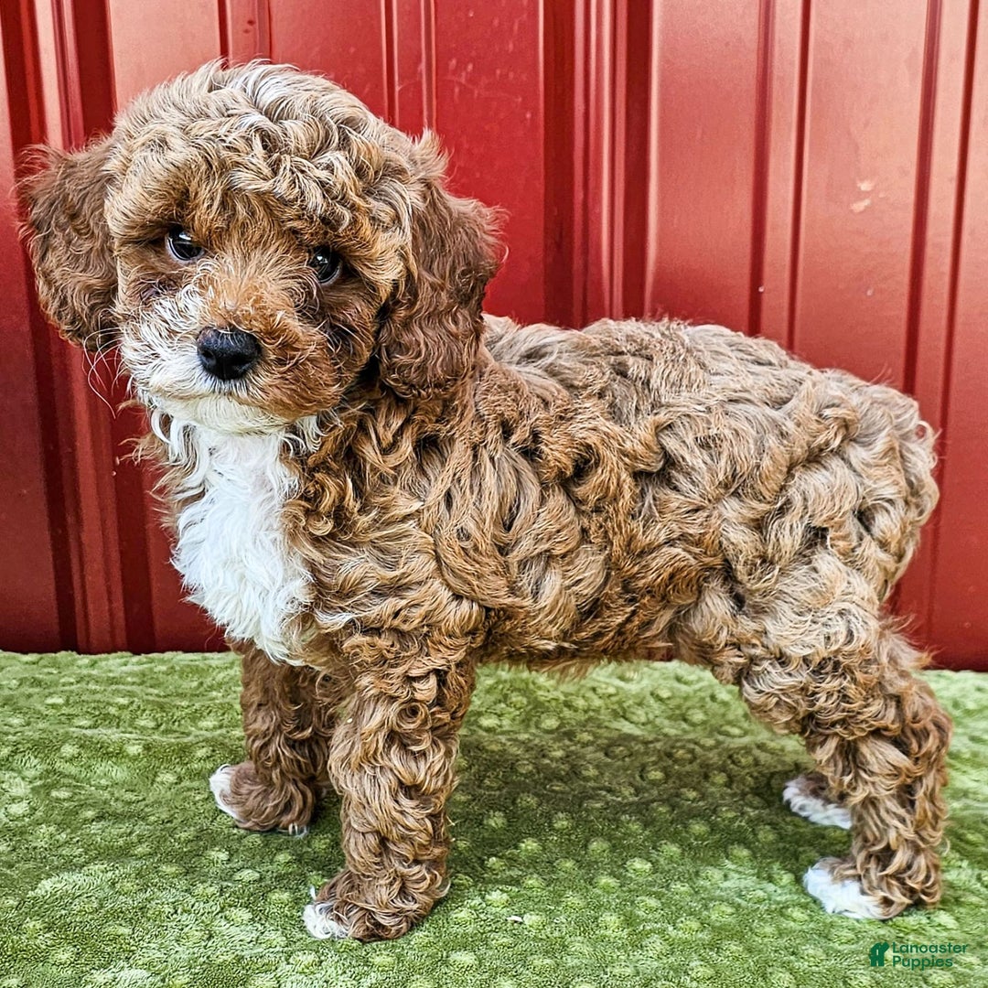 Miniature Poodle dogs for sale: Bailey - Image 2