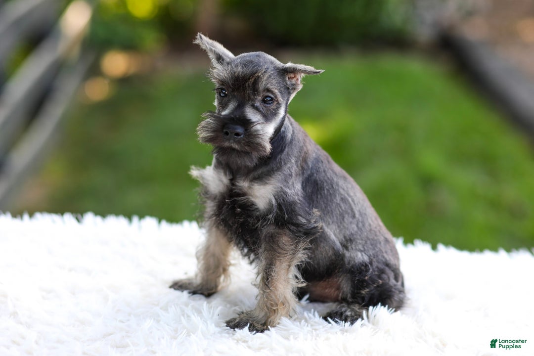 Miniature Schnauzer dogs for sale: Austin - Image 7