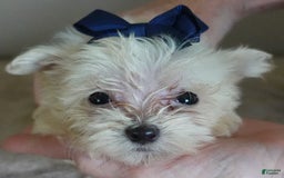 Maltipoo dogs for sale: Beans - Image 11