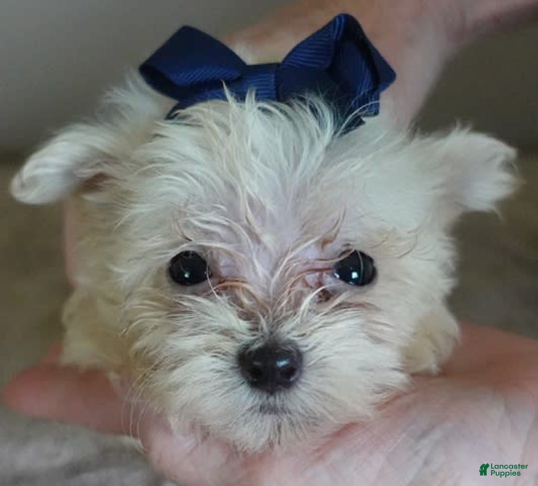 Maltipoo dogs for sale: Beans - Image 11