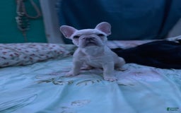 French Bulldog dogs for sale: Lucy - Image 2