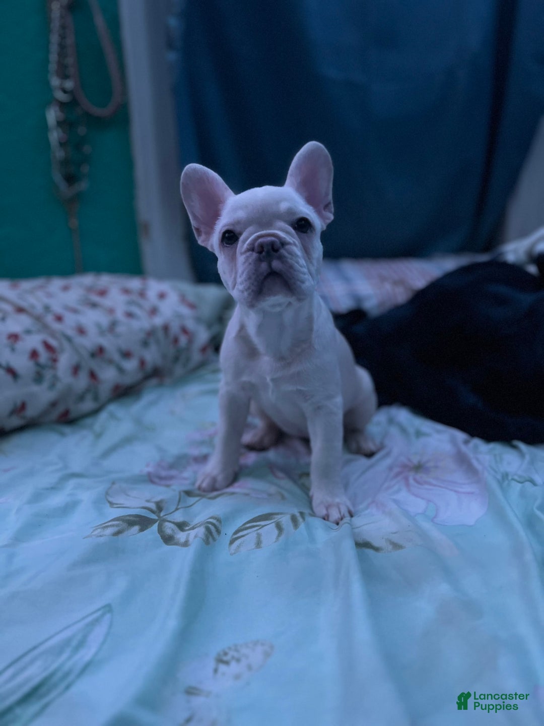 French Bulldog dogs for sale: Lucy - Image 2