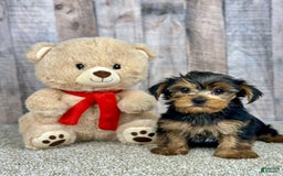 Yorkshire Terrier dogs for sale: Yorkshire Terrier 8 puppies - Image 5