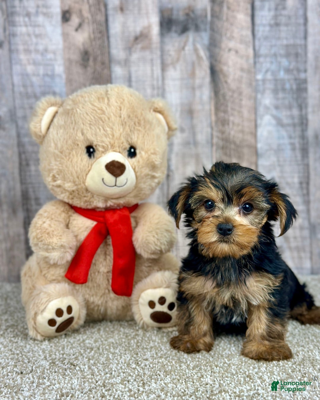 Yorkshire Terrier dogs for sale: Yorkshire Terrier 8 puppies - Image 5