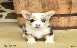 Welsh Corgi Pembroke dogs for sale: Dill - Image 3