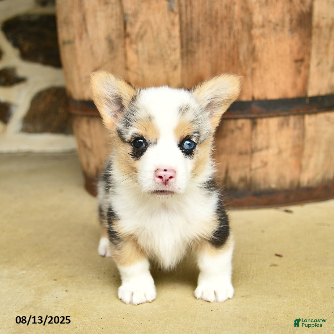 Welsh Corgi Pembroke dogs for sale: Dill - Image 3