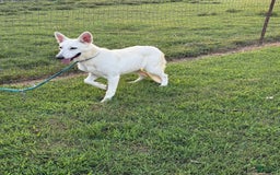 German Shepherd dogs for sale: Luna - Image 3