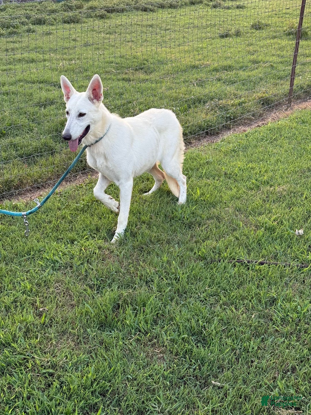 German Shepherd dogs for sale: Luna - Image 3
