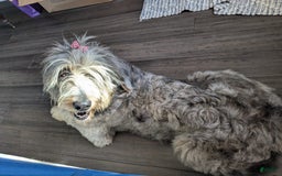 Newfypoo dogs for sale: Light Pink Girl - Image 4