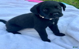Cane Corso dogs for sale: Scarlett - Image 4