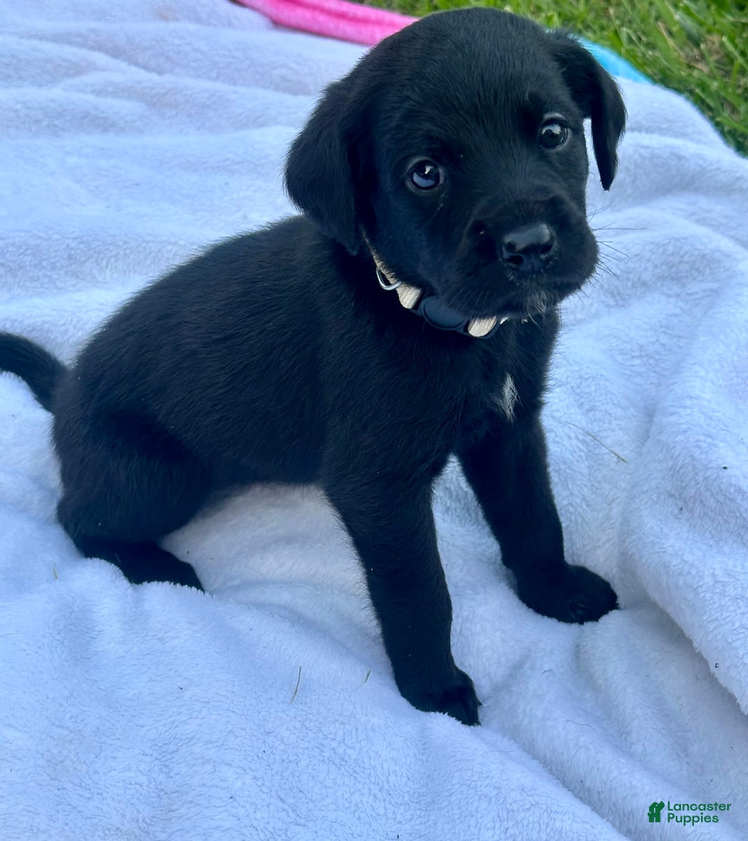 Cane Corso dogs for sale: Scarlett - Image 4