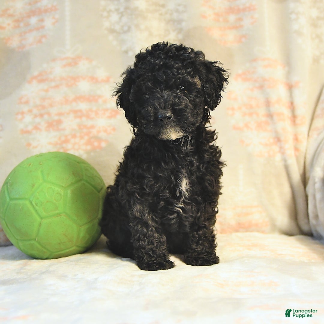 Miniature Poodle dogs for sale: Buster - Image 4