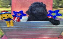 Goldendoodle dogs for sale: Max - Image 1