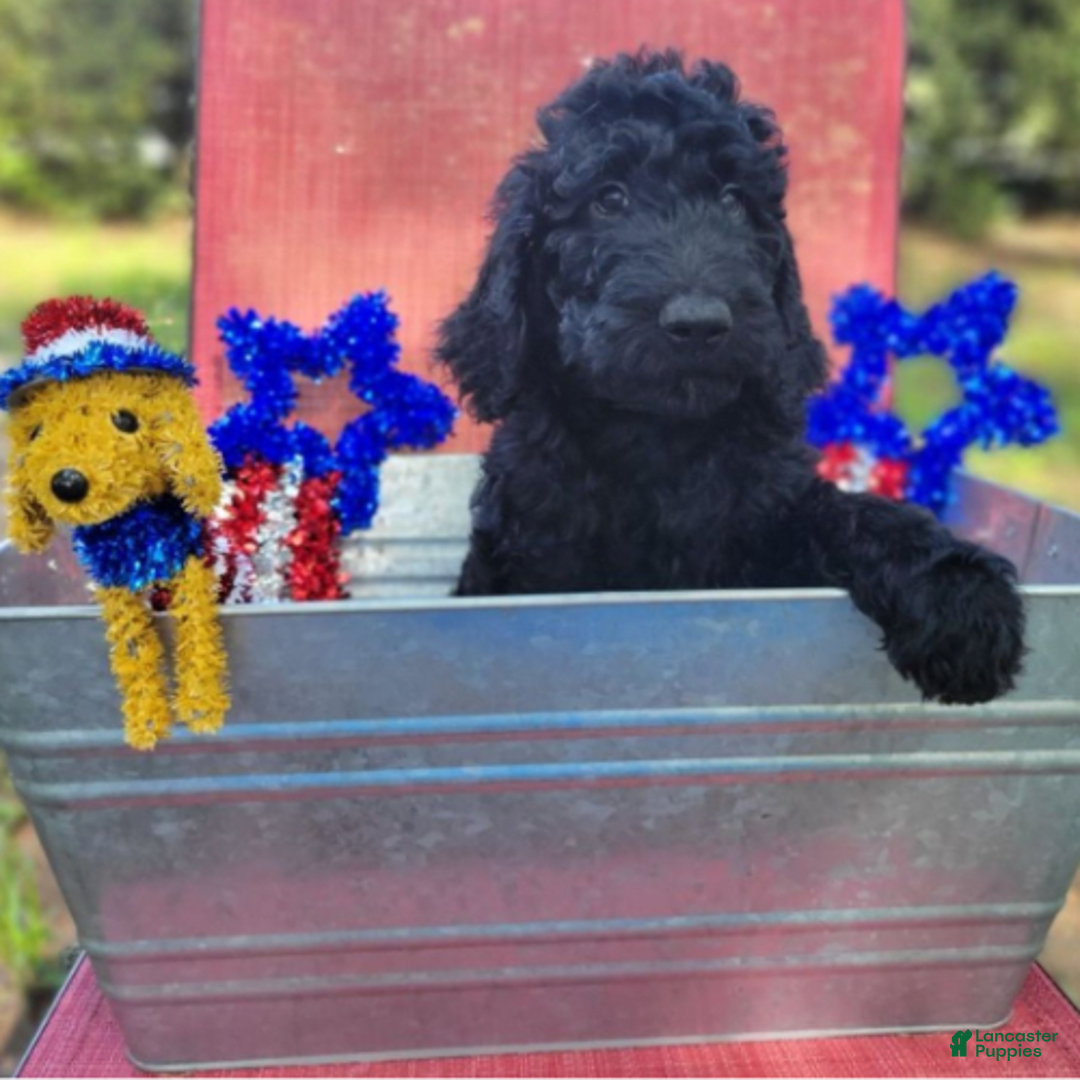 Goldendoodle dogs for sale: Max - Image 1
