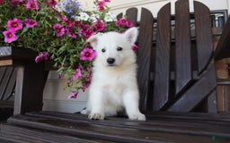 German Shepherd dogs for sale: Jordan - Image 6